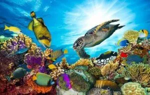 top travel destinations in Australia and the Pacific,travel destinations Top Travel Destinations in Australia and the Pacific- Pic of underwater sea life in the Great Barrier Reef.