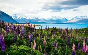 top travel destinations in Australia and the Pacific,travel destinations Top Travel Destinations in Australia and the Pacific - pic of South Island, New Zealand.